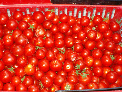giganti a grappolo / RACCOLTA POMODORINI.jpg RACCOLTA POMODORINI.jpg