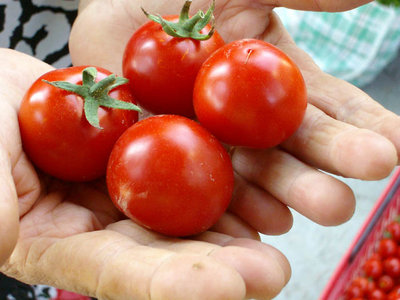 ciliegini giganti / GIGANTI.jpg GIGANTI.jpg