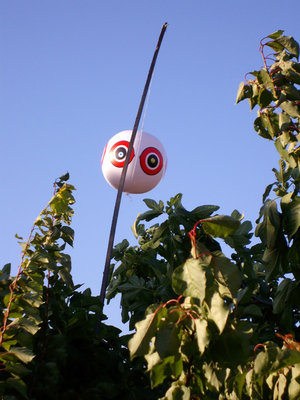 PALLONI UCCELLI.jpg (160.12 KiB) Osservato 3655 volte PALLONI UCCELLI.jpg