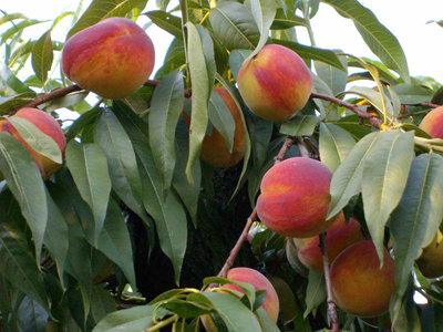 PESCHE2.jpg (127.14 KiB) Osservato 3640 volte PESCHE2.jpg