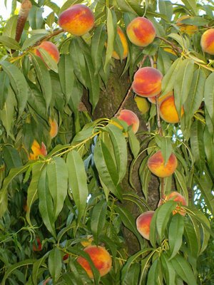 PESCHE.jpg (150.61 KiB) Osservato 3640 volte PESCHE.jpg