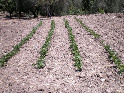 Fagioli.JPG (350.74 KiB) Osservato 752 volte Fagioli.JPG