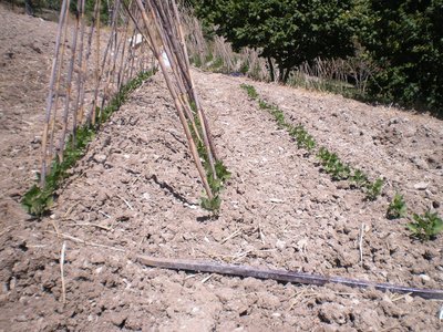 fagioli (2).JPG (341.34 KiB) Osservato 752 volte fagioli (2).JPG