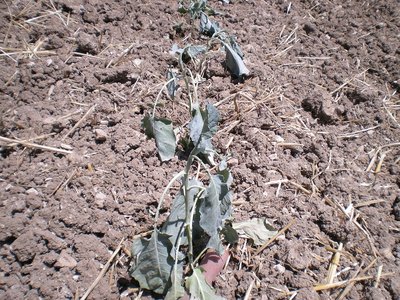 Cavolo verza.JPG (379.43 KiB) Osservato 752 volte Cavolo verza.JPG