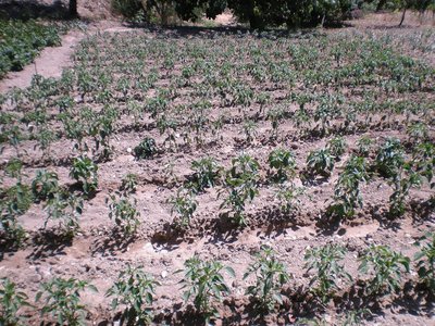 Peperoni.JPG (376.83 KiB) Osservato 749 volte Peperoni.JPG