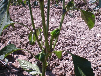 Peperoni dettaglio.JPG (342.74 KiB) Osservato 749 volte Peperoni dettaglio.JPG