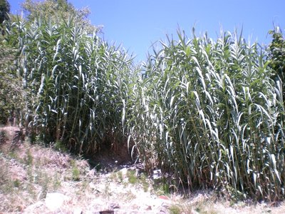 Canneto.JPG (316.66 KiB) Osservato 749 volte Canneto.JPG