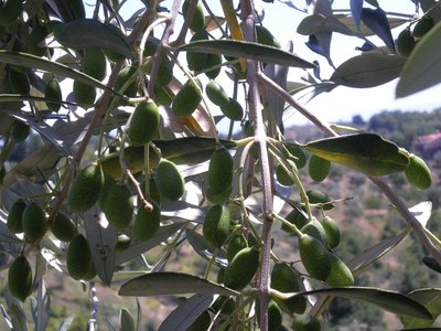 Olive.JPG (213.44 KiB) Osservato 749 volte Olive.JPG