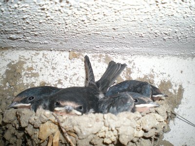 Rondini.JPG (252.47 KiB) Osservato 748 volte Rondini.JPG