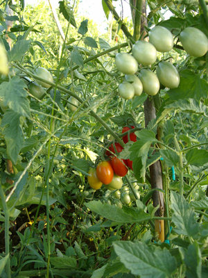 datterini / datterini.jpg datterini.jpg