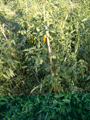 piante di datterini / piante.jpg piante.jpg