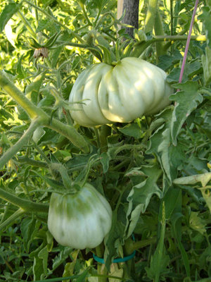 canestrino.jpg (135.21 KiB) Osservato 3580 volte canestrino.jpg