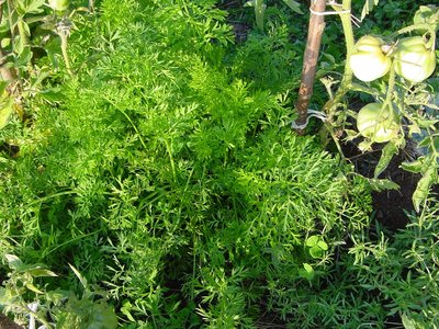 carotepomodori.JPG (281.94 KiB) Osservato 875 volte carotepomodori.JPG