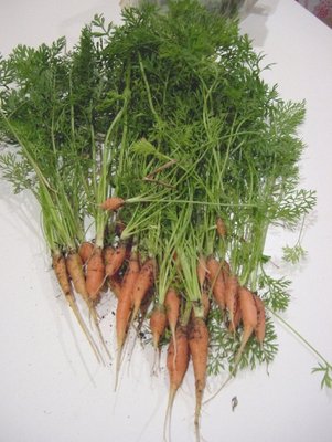 carote.JPG (157.87 KiB) Osservato 875 volte carote.JPG