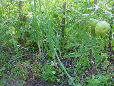 cipollecostoluto.JPG (284.64 KiB) Osservato 873 volte cipollecostoluto.JPG