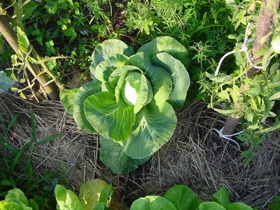 cavolocappucciopomodori.JPG (283.85 KiB) Osservato 873 volte cavolocappucciopomodori.JPG