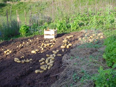 raccoltapatate.JPG (269.81 KiB) Osservato 872 volte raccoltapatate.JPG