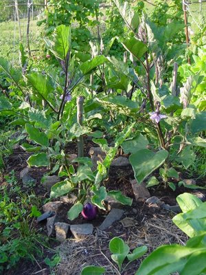 melanzane.JPG (254.29 KiB) Osservato 844 volte melanzane.JPG