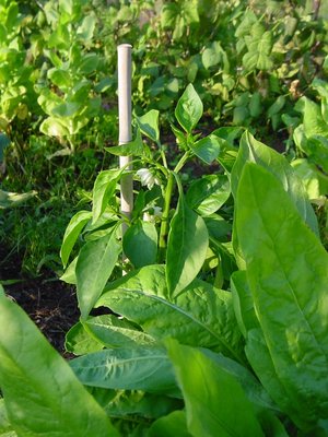 peperonicicoriaspadona.JPG (234.5 KiB) Osservato 844 volte peperonicicoriaspadona.JPG