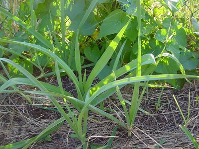 porriipomeanasturzio.JPG (281.12 KiB) Osservato 844 volte porriipomeanasturzio.JPG