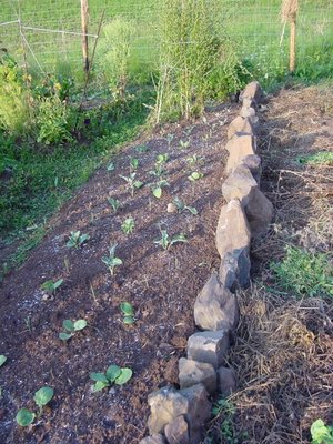 aiuolaporricavoli.JPG (232.41 KiB) Osservato 844 volte aiuolaporricavoli.JPG