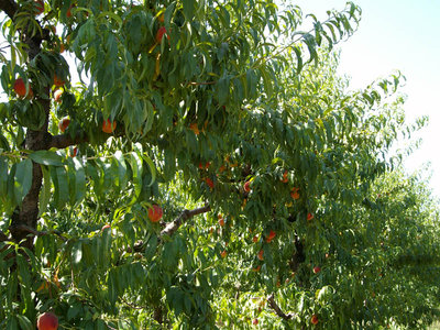 tante tante pesche / pescheto.jpg pescheto.jpg