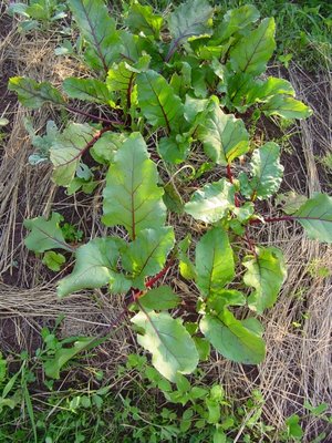 barbabietole.JPG (238.63 KiB) Osservato 827 volte barbabietole.JPG