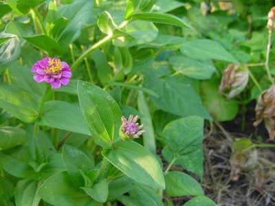 zinniefagioli.JPG (227.07 KiB) Osservato 827 volte zinniefagioli.JPG