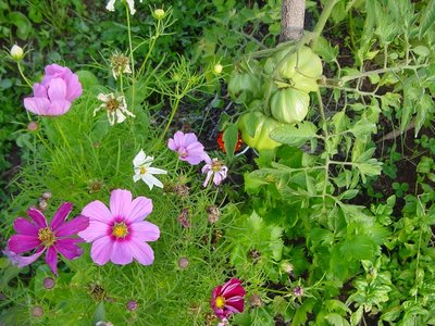 L'acceso colore dei cosmos fa apparire i pomodori verdi ... si tratta di un effetto ottico senz'altro ! / cosmospomodori.JPG cosmospomodori.JPG