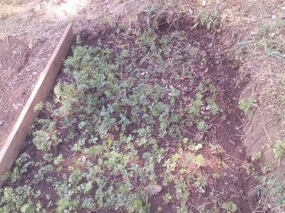 P260612_15.30.jpg (346.53 KiB) Osservato 760 volte P260612_15.30.jpg