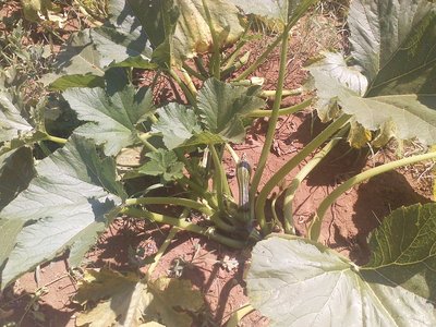 P260612_15.31.jpg (290.9 KiB) Osservato 760 volte P260612_15.31.jpg