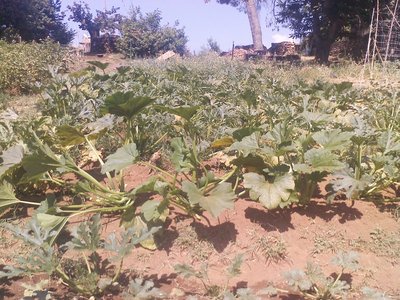 P260612_15.32.jpg (295.54 KiB) Osservato 760 volte P260612_15.32.jpg