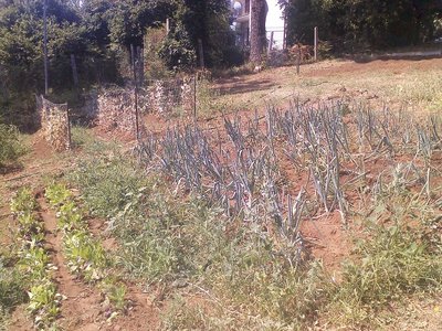 P260612_15.34.jpg (373.96 KiB) Osservato 760 volte P260612_15.34.jpg