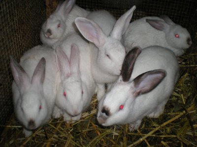 Conigli.JPG (161.76 KiB) Osservato 703 volte Conigli.JPG