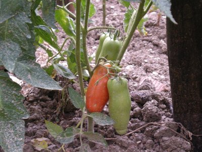 Pomodori.JPG (212.57 KiB) Osservato 703 volte Pomodori.JPG