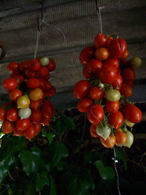 ruzzola1.jpg (97.11 KiB) Osservato 819 volte ruzzola1.jpg