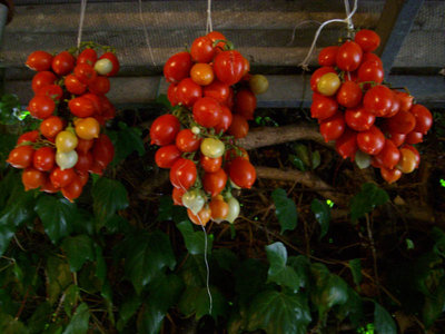 ruzzole.jpg (106.95 KiB) Osservato 819 volte ruzzole.jpg