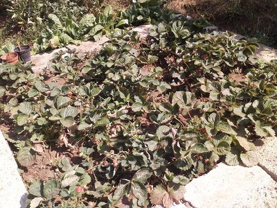 le dolcissime fragole / P150712_10.38.jpg P150712_10.38.jpg