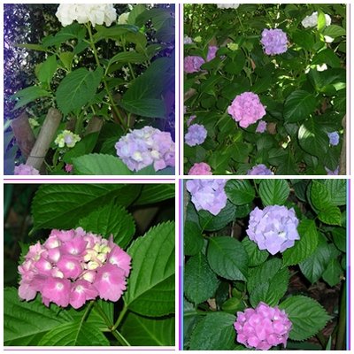 gruppo 1.jpg (164.06 KiB) Osservato 1208 volte gruppo 1.jpg