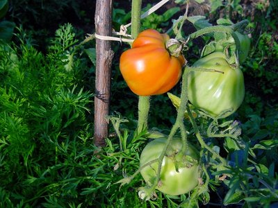 Tutta apparenza!!! / DSC01021.JPG DSC01021.JPG