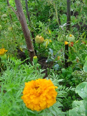 Eccolo laaaaaa dietro... si vede? / pomodorotagete.JPG pomodorotagete.JPG