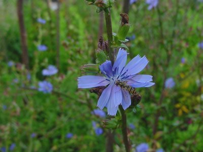 beh il blu è spettacolare ... / cicoria.JPG cicoria.JPG