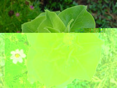 insalatainfiore.JPG (217.88 KiB) Osservato 982 volte insalatainfiore.JPG