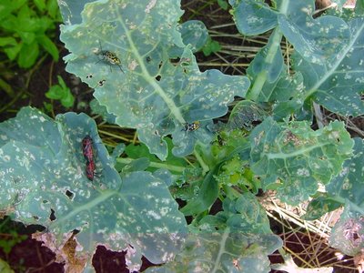 dannidacimici.JPG (283.87 KiB) Osservato 980 volte dannidacimici.JPG