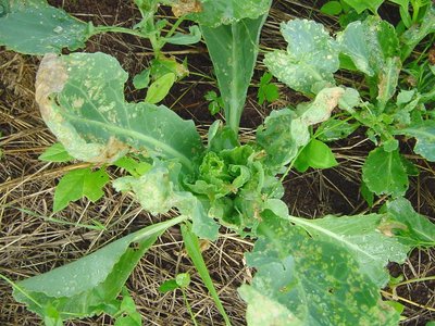 DSC01044.JPG (288.05 KiB) Osservato 980 volte DSC01044.JPG