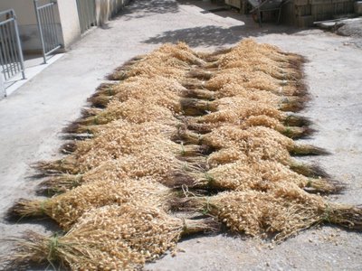 ceci 1.JPG (257.22 KiB) Osservato 690 volte ceci 1.JPG