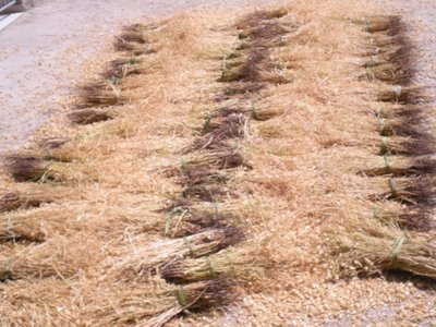 ceci 2.JPG (222.24 KiB) Osservato 690 volte ceci 2.JPG