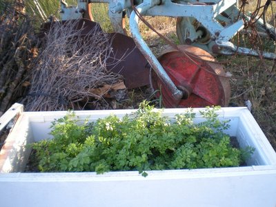 Prezzemolo.JPG (247.49 KiB) Osservato 688 volte Prezzemolo.JPG