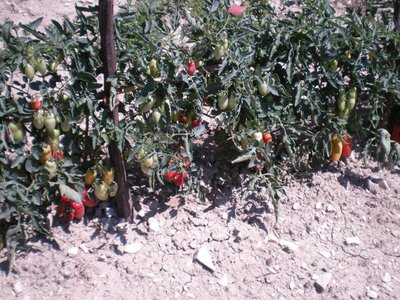 Pomodori.JPG (315.12 KiB) Osservato 755 volte Pomodori.JPG