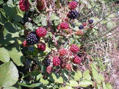 More.JPG (314.27 KiB) Osservato 755 volte More.JPG